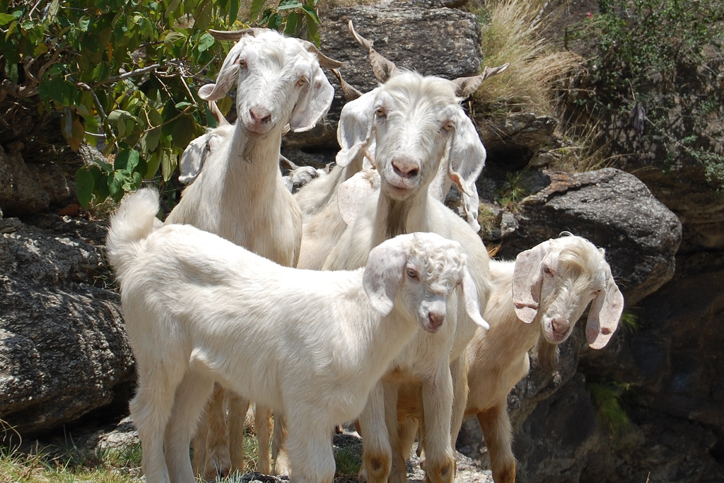 sheep rearing is one of the