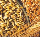 Food Grain Stocks - India