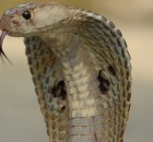 Many flirt with cobra drug on V day