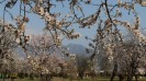 Cherry blossom in Kashmir