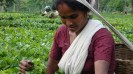 Teaworker plucking tea leaves in a tea garden of Assam