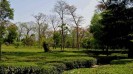 Palampur tea gardens