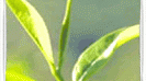 tea-garden