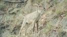 A male goral at the Rajaji National Park