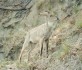 A male goral at the Rajaji National Park