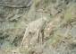 A male goral at the Rajaji National Park