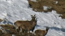 Markhor at Kazinag National Park, Kashmir
