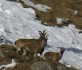 Markhor at Kazinag National Park, Kashmir