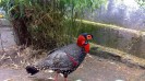 tragopan