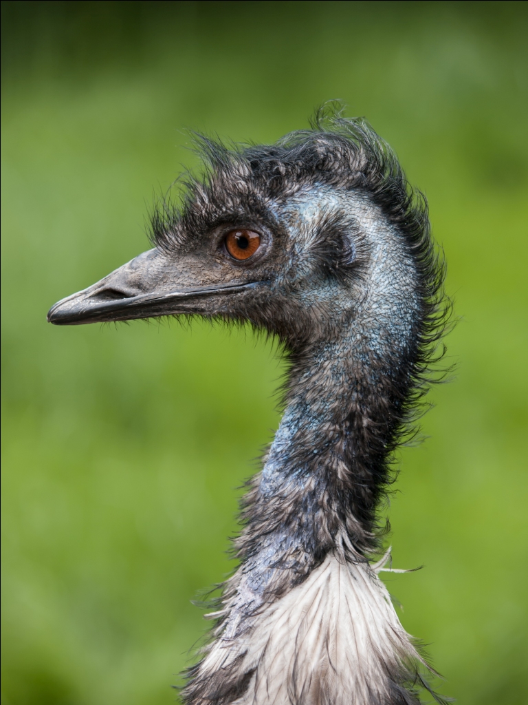 emu bird farm