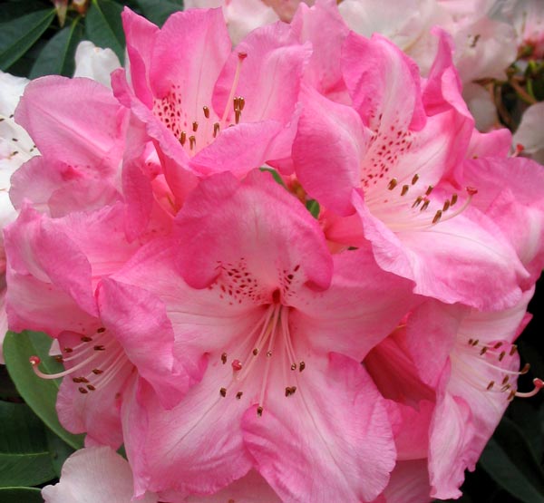 pink-white-rhododendron.jpg