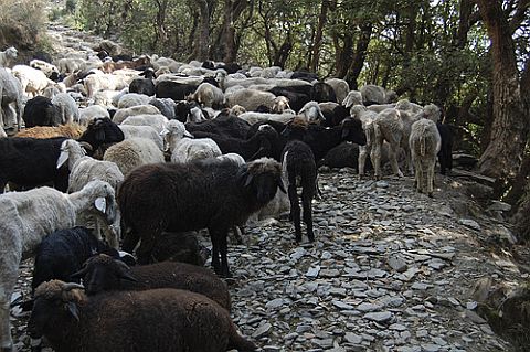 Himachal Sheep