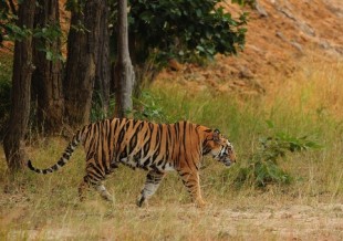 Tiger population in Uttarakhand may have increased - Hill Post