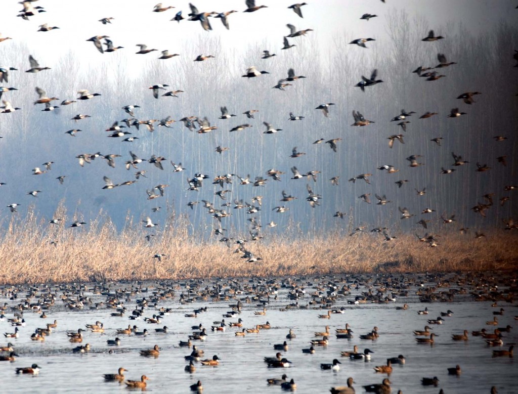 Kashmir cackles with 600,000 bird visitors
