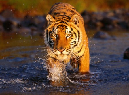creek-crossing-bengal-tiger