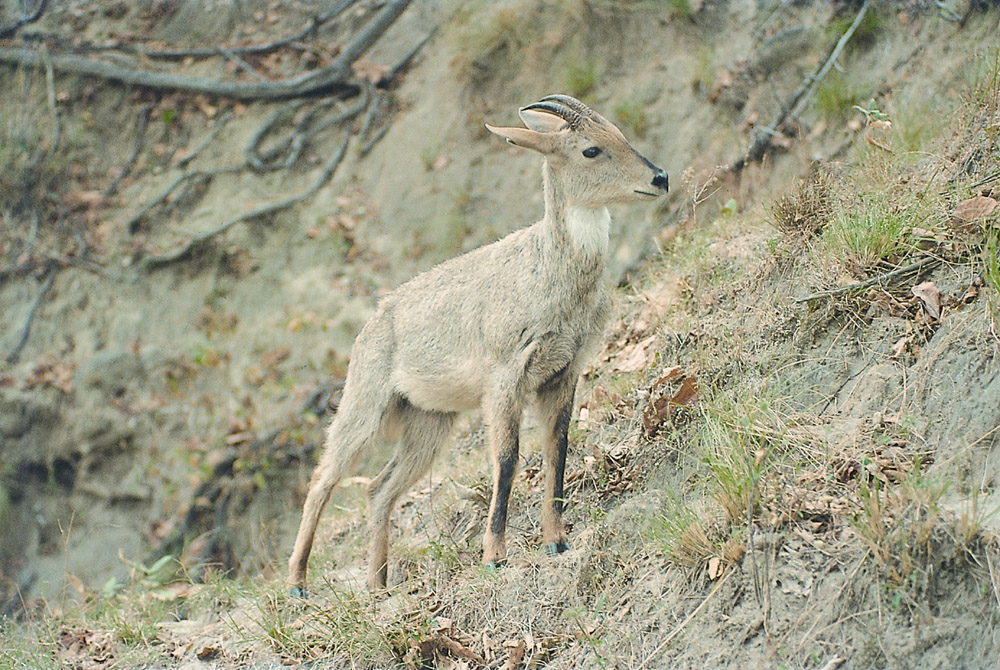 Missing in action, Uttarakhand's goral and barking deer - Hill Post