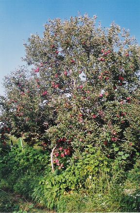apple fruit tree
