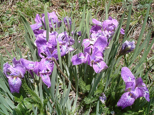 Iris Flowers Himalayas
