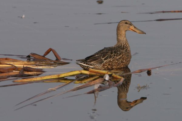 A migratory bird swimming in the Hokersar wetland reserve in the Kashmir valley