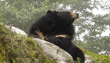 Bears Kashmir