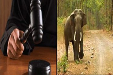 Judiciary finally comes to help of wild life in Uttarakhand