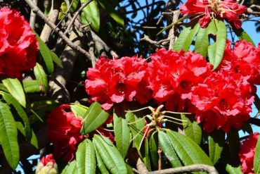Rhododendrn in bloom 17-Mar-13