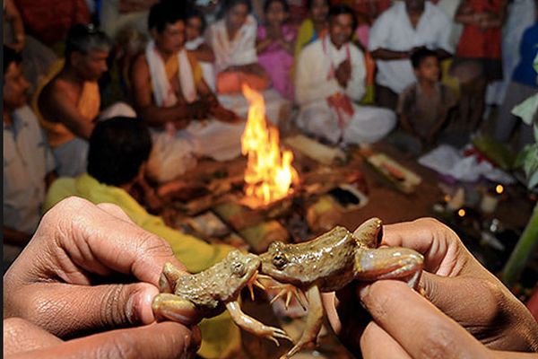 Frog Wedding in Maharashtra