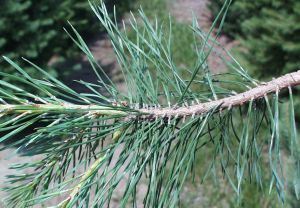 Pine tree leaves source of income in Himachal Pradesh