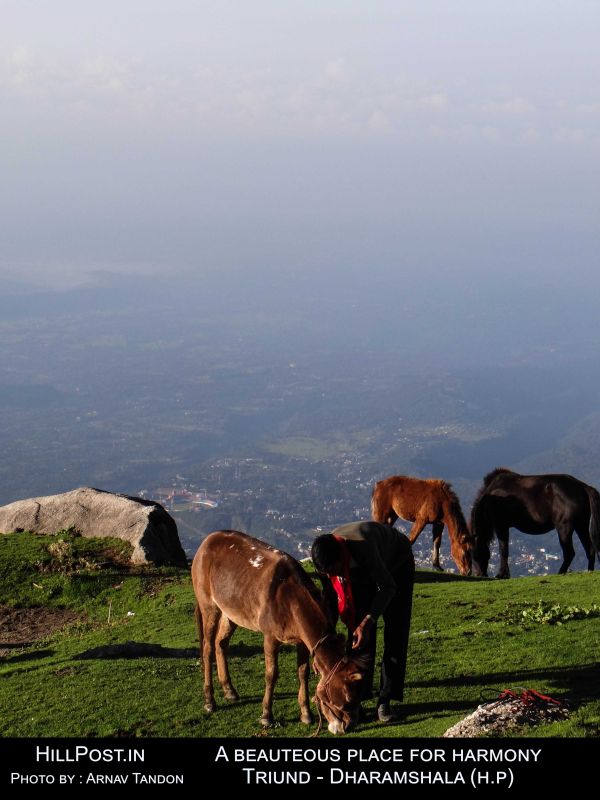 A Beauteous place for harmony Triund -  Dharamshala (H.P.)