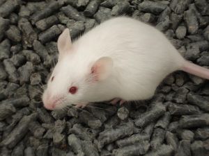 Scientists manage to restrict epilepsy in mice