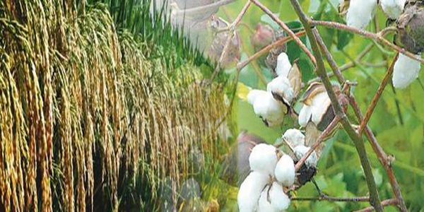 After Punjab, Haryana also wants higher MSP on paddy, cotton