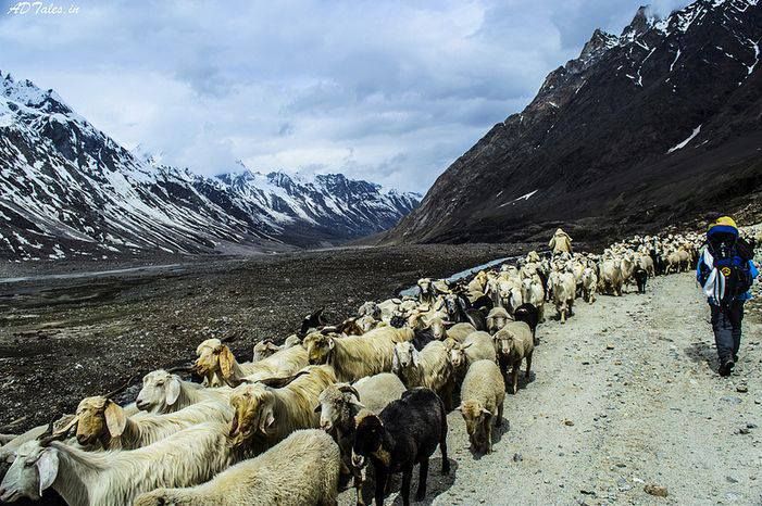 Gaddi, a nomadic tribe in Himachal roams around the mountains to feed their livestock.