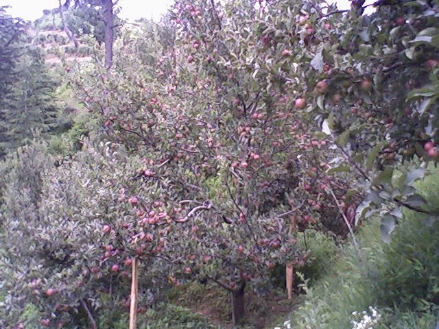 Himachal’s apple basket bountiful this season