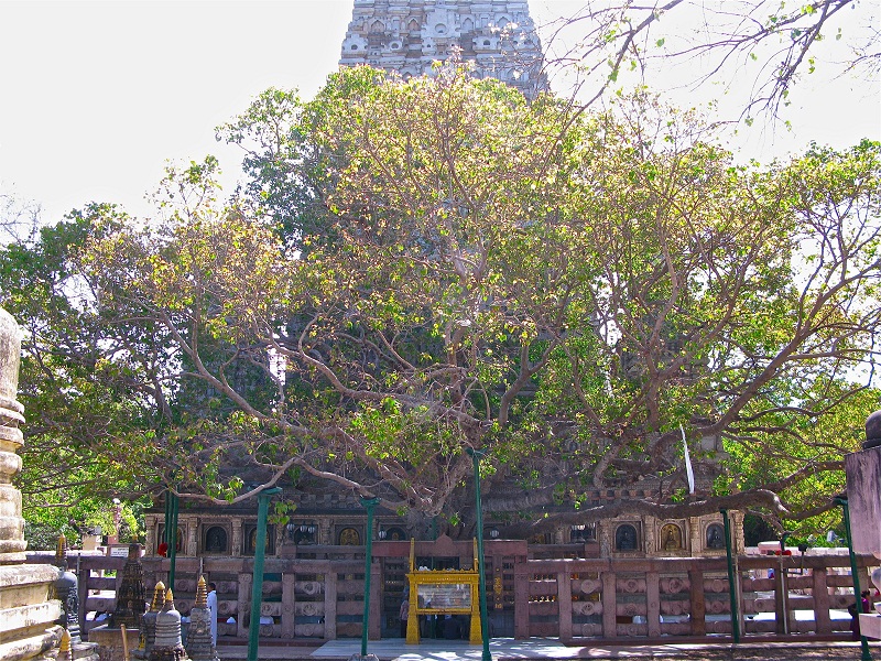 FRI experts to examine Mahabodhi tree for any damage