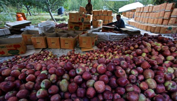 Himachal to start apple procurement from July 22