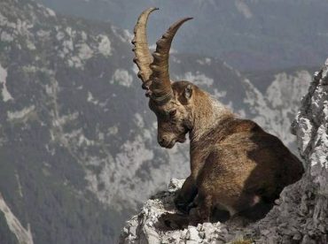 Majestic Ibex, lord of the mountains