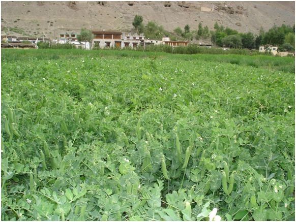 Pea cultivation Spiti