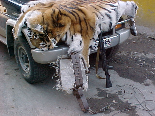 Tiger poaching