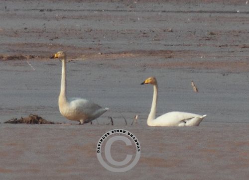 The rare Whooper Swan sighted after a gap of 113 years at Pong by DS Dhadwal