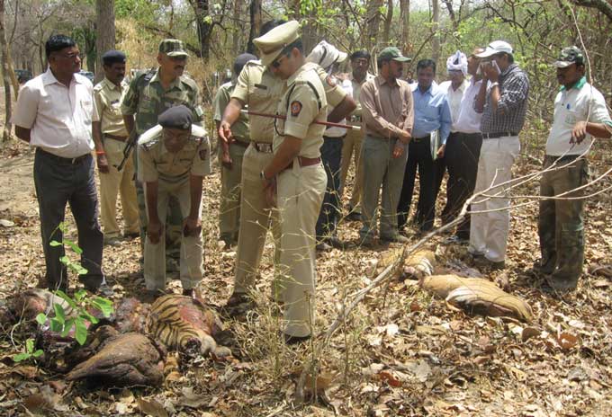 Uttarakhand chief forest officer aided poachers - Hill Post