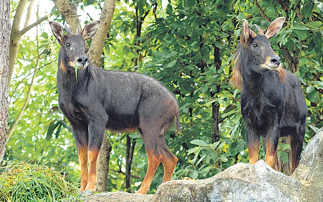 Uttarakhand fast losing rare species of wildlife - Hill Post