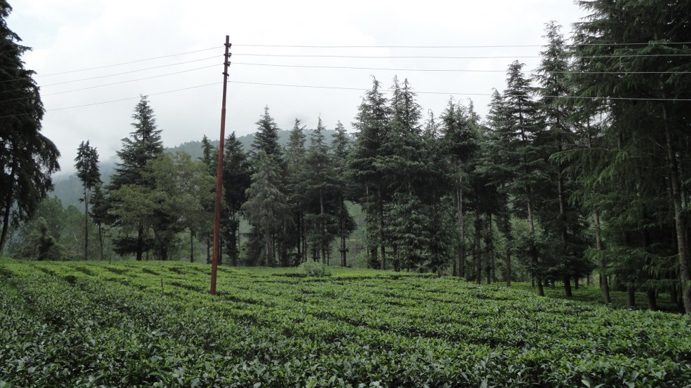 Concerned citizens come forward to save Uttarakhand capital's tea