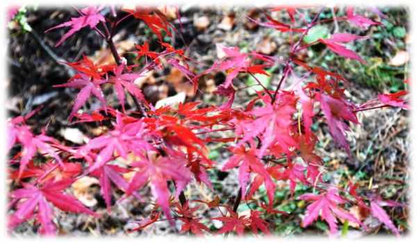 autumn-colours-at-the-western-himalayan-temperate-arboretum-shimla_3