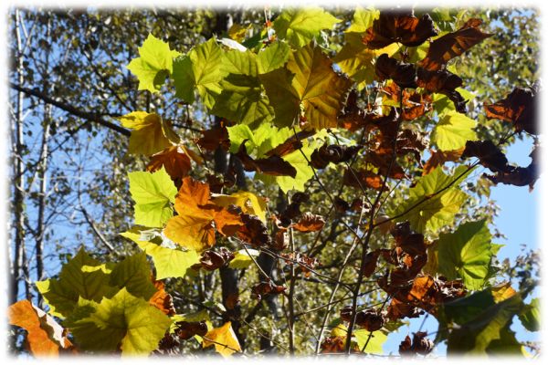 autumn-colours-at-the-western-himalayan-temperate-arboretum-shimla_6