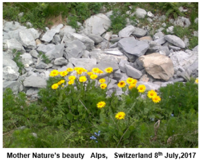 Swiss Alps -Hike Of 3Gs