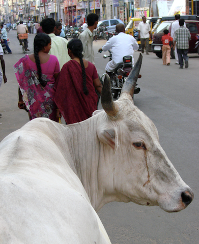 Kanpur Diary: No More Waiting Till The Cows Come Home