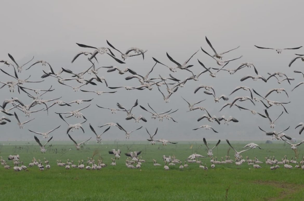 Bird Watchers Record 114 Species At Pong Dam Wetland For 2020 Count ...