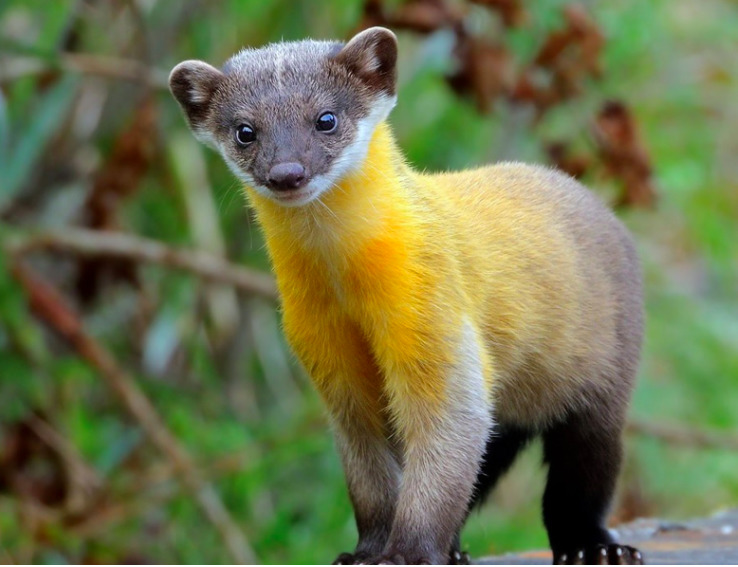 Yellow - Throated Marten Spotted In Manali Jungle - Hill Post
