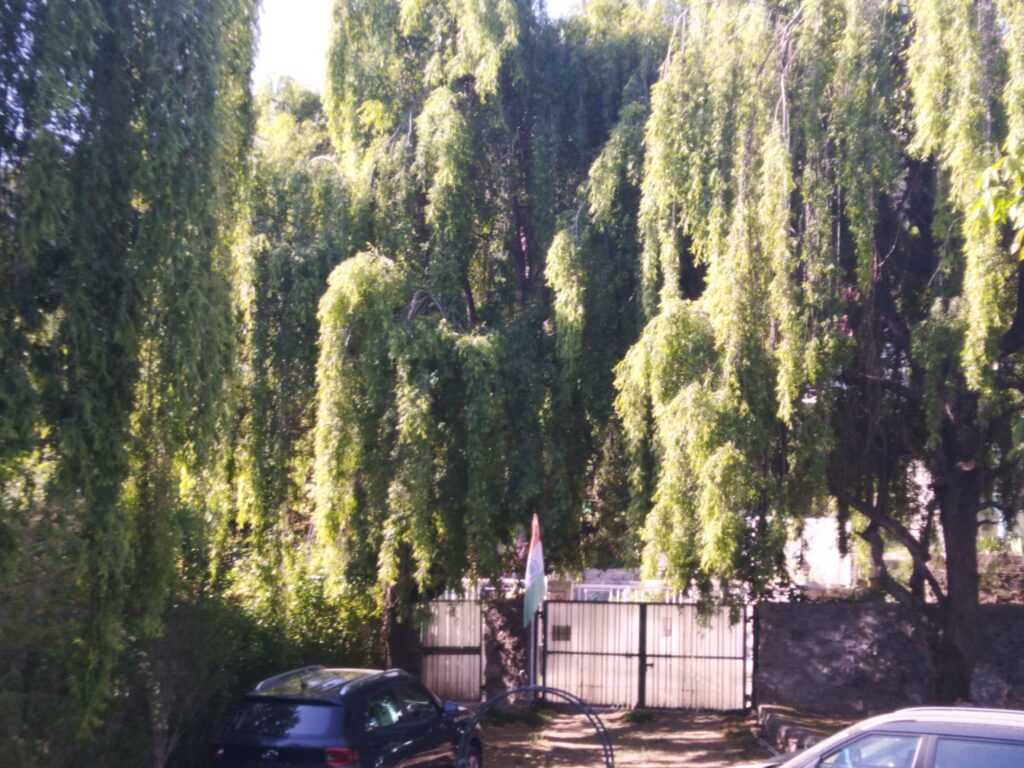 Weeping willows
